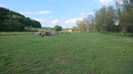 Equestrian Center Domain De La Forge, Centre Equestres à Dalem
