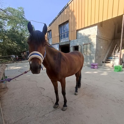 Equestrian Center Les Ecuries D'alsace, Centre Equestres à Ensisheim