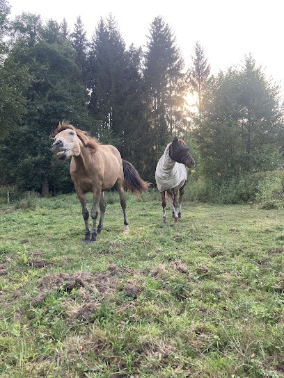 EARL L ECURIE DES SAGARDS, Centre Equestres à Raon-l'Étape