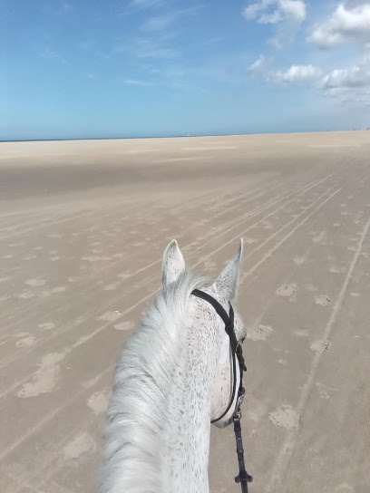 Les Écuries D'abel Pension Pour Chevaux à Oye-Plage