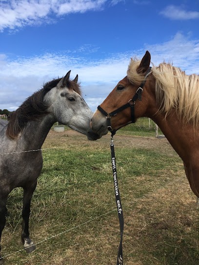 Les Écuries Du Rohu, Centre Equestres à Saint-Pierre-Quiberon