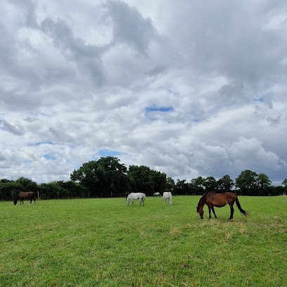 Regain: Pension et élevage de chevaux, Pension pour Chevaux à La Boissière-de-Montaigu