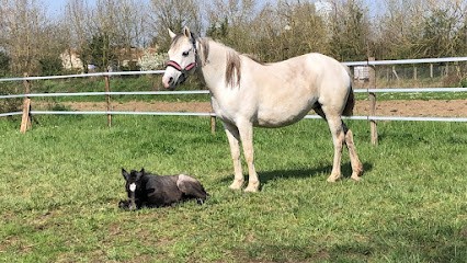 Les Écuries de Flamtélo, Pension pour Chevaux à Bernay-Saint-Martin