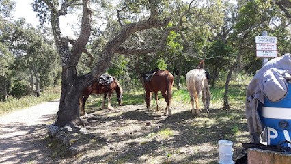 Ecuries de Camp-Joyeux, Centre Equestres à Puget-Ville