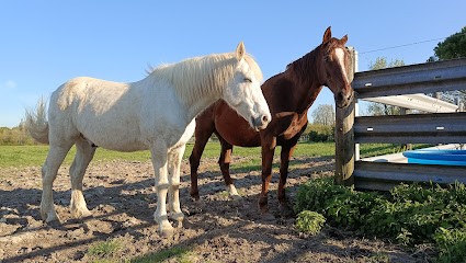 Pension Pour Chevaux Gironde, Bordeaux, Pension équine, Domaine Nature équine, Pension pour Chevaux à Saint-Laurent-d'Arce