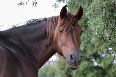 Fior di Lezza Ferme Equestre Balades et baignades à cheval en Corse - Cupabia et Sartène, Centre Equestres à Sartène