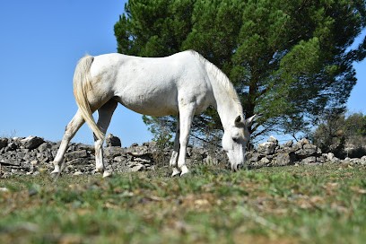 Equestrian Center Du Thou, Pension pour Chevaux à Villemoustaussou