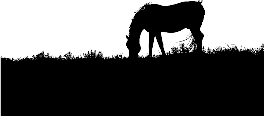 Les Écuries Des Découvertes Pension Pour Chevaux à Saint-Ouen-en-Champagne