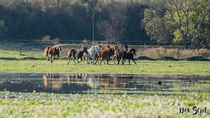 Aur'horse Équitation, Centre Equestres à Pollestres