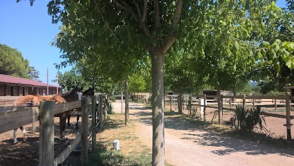 ÉCURIES Des MOULIÈRES - Pension Pour Chevaux - Cournonterral - Montpellier - Gigean - St Jean De Vedas, Centre Equestres à Cournonterral