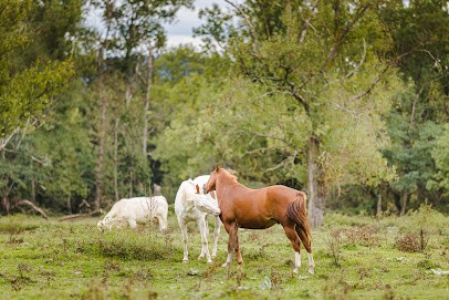 Élevage des Granvaux, Centre Equestres à Mariol
