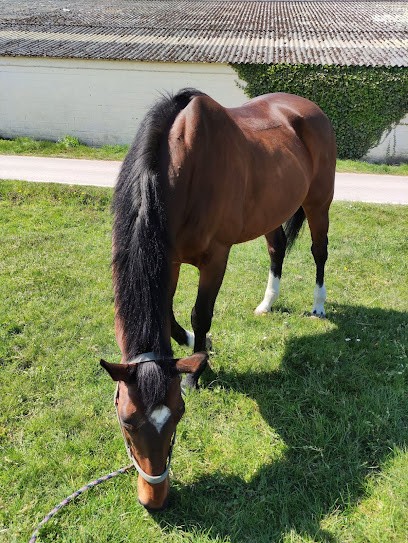 CLUB HIPPIQUE DU VALENCIENNOIS, Centre Equestres à Hérin