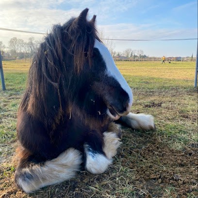 Unisus Equithérapie, Pension pour Chevaux à Martigues