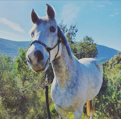 Écurie De Laghet, Pension pour Chevaux à La Trinité
