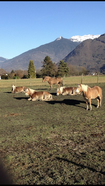 Pension équestre du penjab, Pension pour Chevaux à Gilly-sur-Isère