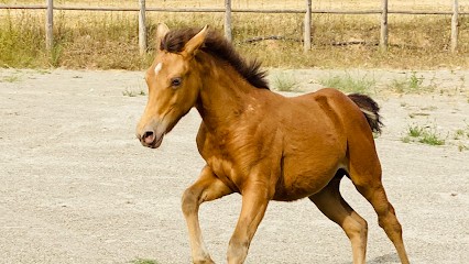Les Écuries de la Neuve, Pension pour Chevaux à Rians