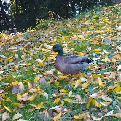 Stud Des Loges, Centre Equestres à Fay-aux-Loges