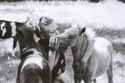 Élevage De Chevaux Miniatures, Pension Chevaux, Centre Equestres à Montseveroux