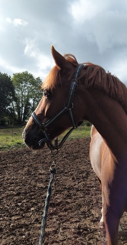 CENTRE EQUESTRE DE CHERVEUX, Centre Equestres à Cherveux
