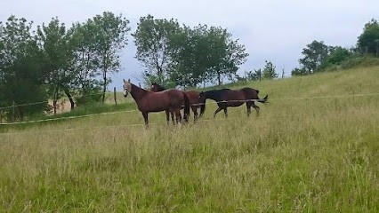 Ecurie De La Ganguise, Pension pour Chevaux à Salles-sur-l'Hers