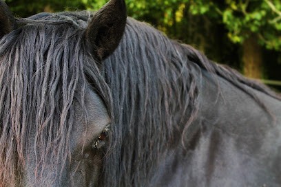 Les Ecuries Indigo/ C.L. Comportementaliste Equin, Pension pour Chevaux à Limoges