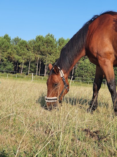 Elevage du Sablaret, Pension pour Chevaux à Bénesse-Maremne