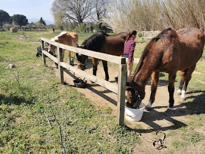 L'écurie Des Oliviers, Pension pour Chevaux à Palau-del-Vidre