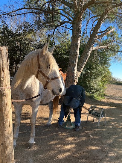 Pony Club La Souca, Centre Equestres à Grabels
