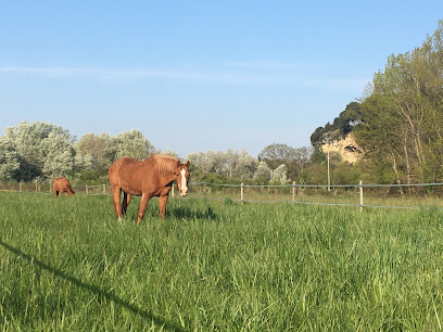 Les Ecuries De Lauris Centre Équestre à Lauris
