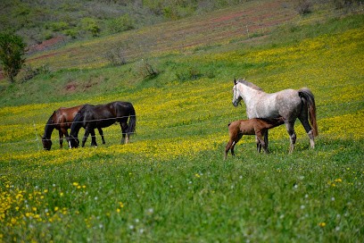 Ecurie de Laurensou, Pension pour Chevaux à Montlaur