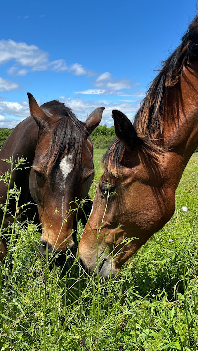 Haras Des Mouettes Pension Pour Chevaux à Lunel-Viel