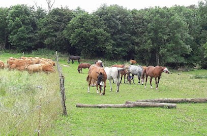 ECURIE DE LA FRISSONNIERE, Pension pour Chevaux à Montmorillon