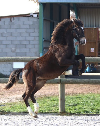 Haras De Sureil, Pension pour Chevaux à Céron