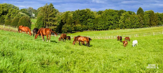 Haras National De Rosières-aux-Salines, Centre Equestres à Rosières-aux-Salines