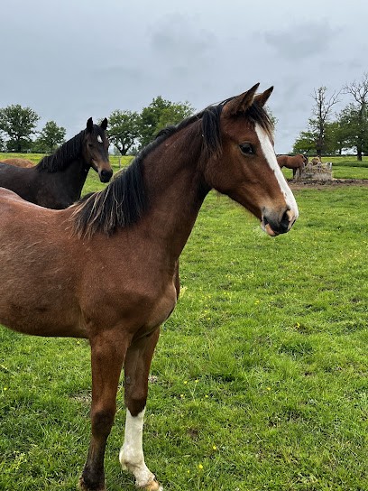 GAEC Ecurie du Rivalier, Pension pour Chevaux à Saint-Menoux