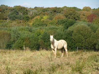 Les Ecuries De Kernenez, Pension pour Chevaux à Clohars-Carnoët