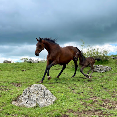 Pôle Équestre De L'aubrac, Centre Équestre à Nasbinals