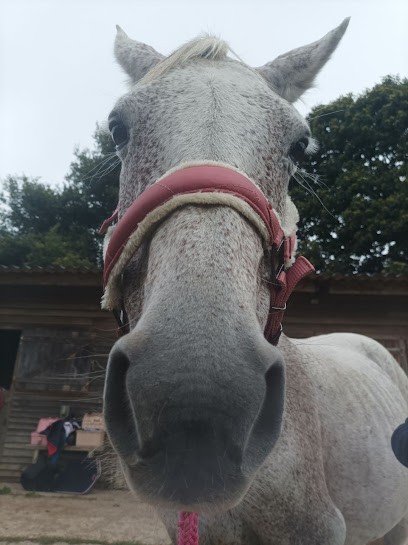 Ecole Riding Des Perrieres, Centre Equestres à Couzeix