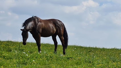 Pension chevaux 52, Pension pour Chevaux à Osne-le-Val
