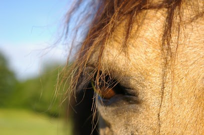 Les Chevaux De Beltane, Centre Equestres à Pagnoz