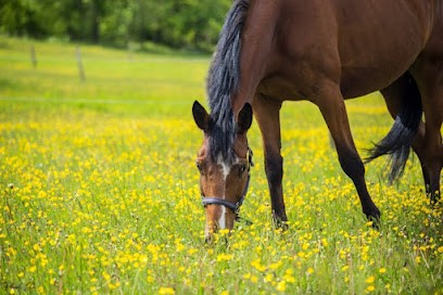 Écurie Kelija, Centre Equestres à Foug