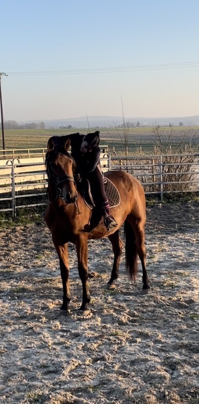 Haras De Chichy, Pension pour Chevaux à Hauterive