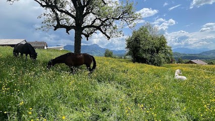 Les Écuries de Plein Sud, Pension pour Chevaux à Groisy