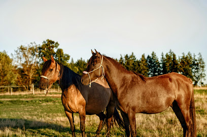Ferme Équestre Jolinka, Pension Pour Chevaux à Blot-l'Église