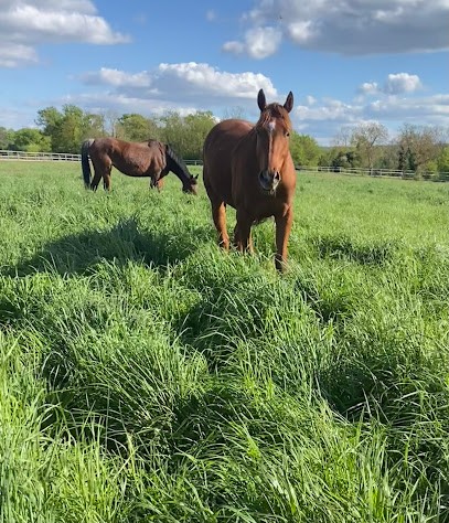 Ecurie de Flicourt, Pension pour Chevaux à Guernes