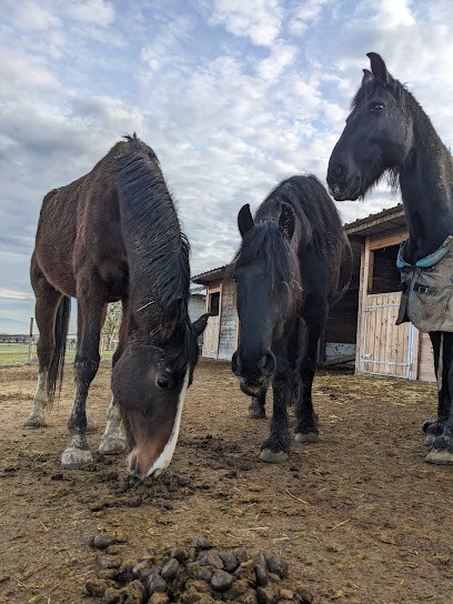 Ranch du pré des chênes-Guinguette du Ranch, Pension pour Chevaux à Neydens