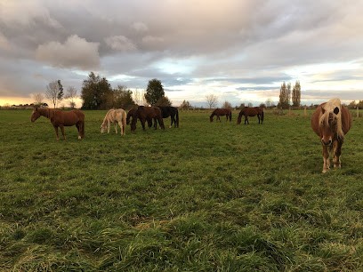 Haras De Neuvillette - Pension Chevaux, Pension pour Chevaux à Fleury