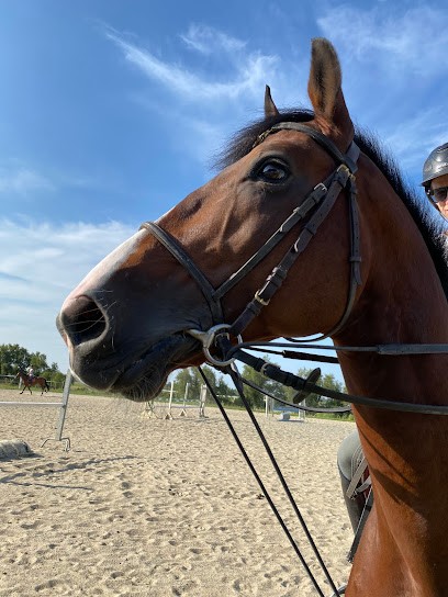 Equestrian Center Les Guifettes, Centre Equestres à Luçon