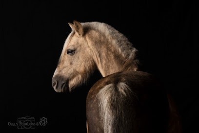 Ecuries Du Petit Clos, Centre Equestres à Villeneuve-Saint-Germain