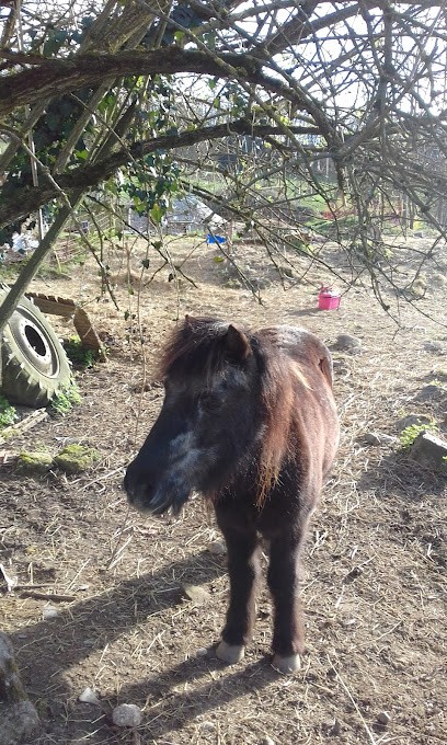 Ecurie Des Iris, Centre Equestres à Éclaron-Braucourt-Sainte-Livière